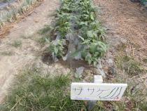 赤飯の豆に使うササゲです