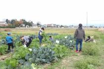 畑の野菜がだいぶおおきくなりました