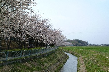桜のある風景1の写真