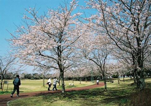 別府沼公園の写真