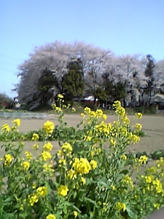 別府城跡の写真