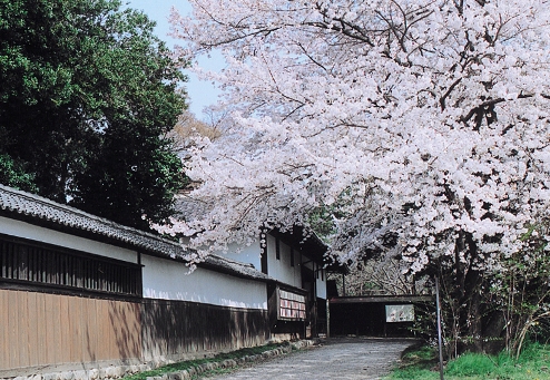 根岸家長屋門と桜の写真