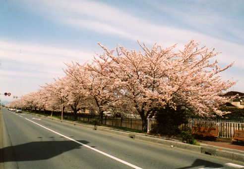 妻沼緑道の写真