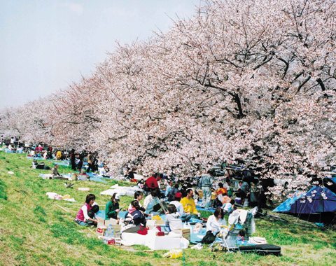 熊谷桜堤の写真