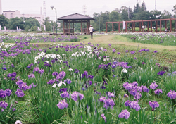 別府沼公園の桜