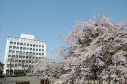 中央公園桜