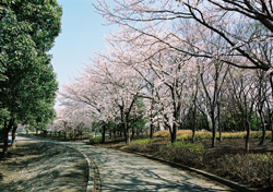 熊谷運動公園桜
