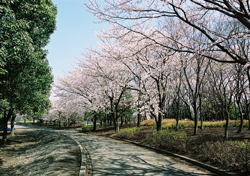 熊谷運動公園桜