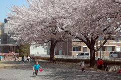 江南運動公園の桜