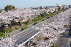 熊谷ラグビー場の桜