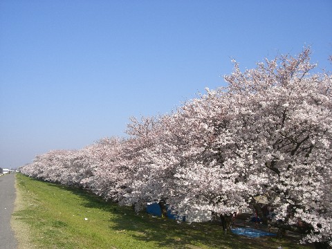 熊谷桜堤の桜