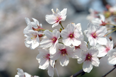 桜の写真