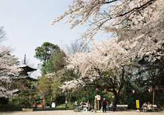 聖天の桜