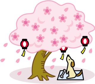 犬が桜を見上げるイメージ