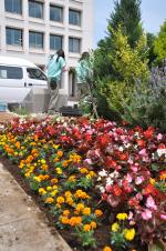 本庁舎前に美しく植栽された花々