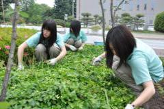 本庁舎前花壇を除草する生徒達