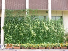写真：妻沼中央公民館壁面緑化の状況