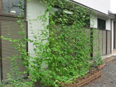 写真：長井公民館壁面緑化の状況