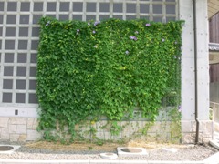 写真：妻沼展示館壁面緑化の状況