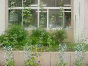 熊谷西小学校の緑のカーテンの写真