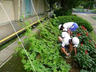 熊谷南小学校の緑のカーテン