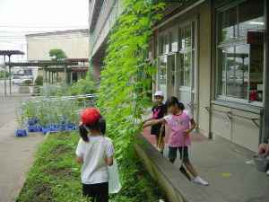 三尻小学校の緑のカーテン