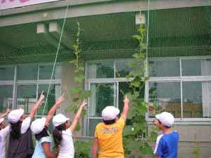 奈良小学校の緑のカーテン