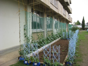 成田小学校の緑のカーテン