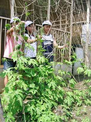 大麻生小学校の緑のカーテン