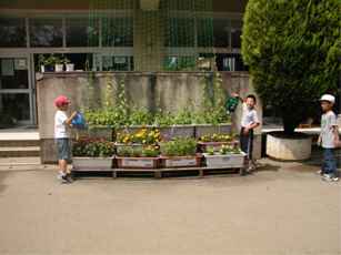 佐谷田小学校の緑のカーテン