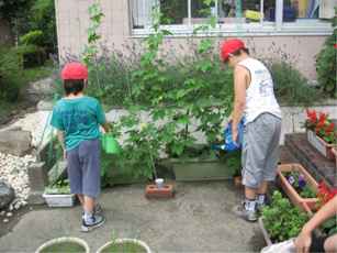 中条小学校の緑のカーテン