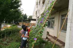 江南北小学校の緑のカーテン