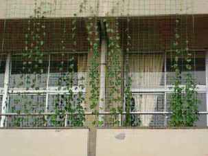 別府中学校の緑のカーテン