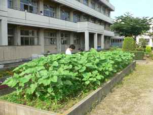 大幡中学校の花緑いっぱい