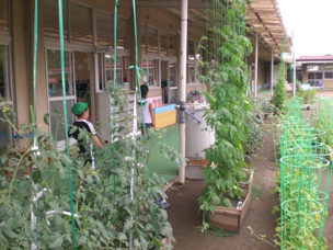 江南幼稚園の緑のカーテンと雨水くんの様子