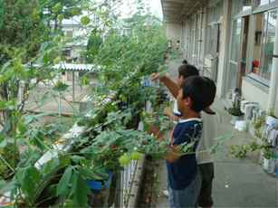 熊谷南小学校の緑のカーテン