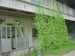三尻小学校の緑のカーテン