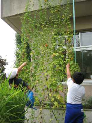 中条小学校の花緑いっぱい