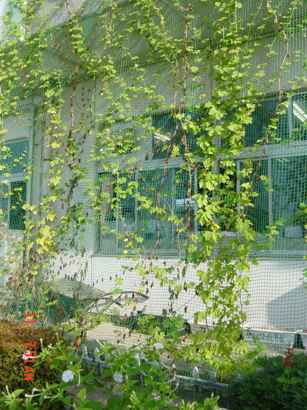 市田小学校の緑のカーテン