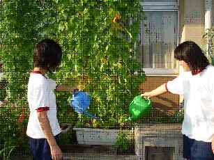 別府中学校の緑のカーテン