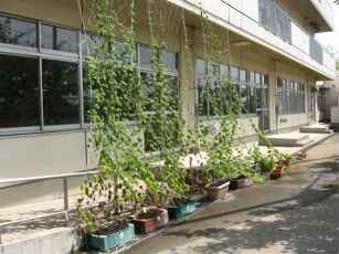 熊谷東中学校の緑のカーテン