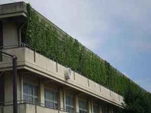 三尻中学校の緑のカーテン