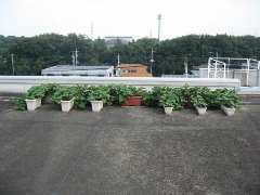 屋上緑化の全体風景