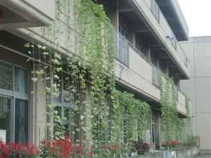 熊谷東小学校緑のカーテン