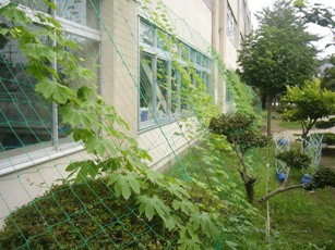 石原小学校緑のカーテン