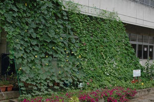 成田小学校緑のカーテン