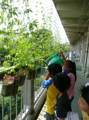 熊谷南小学校緑のカーテン