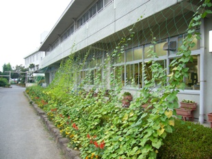 吉岡小学校緑のカーテン
