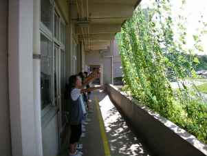 奈良小学校緑のカーテン