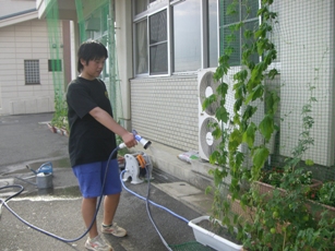 小島小学校緑のカーテン